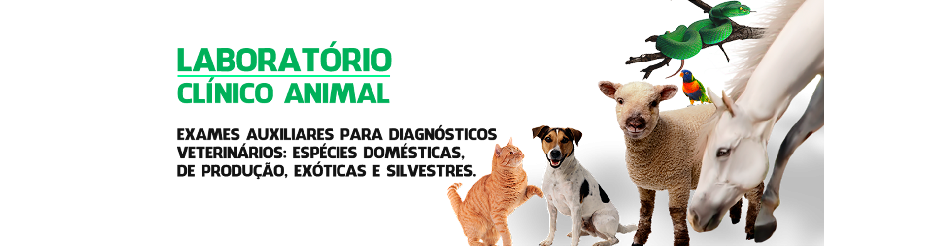 Fale conosco